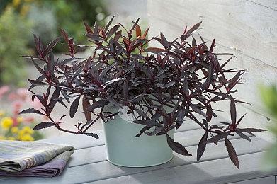 《鬼灭之刃 火神血风谭》DLC“妓夫太郎” 介绍视频公开